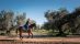 horse_galloping_pureandalusia
