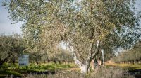 ecological_olive_oil_pureandalusia
