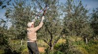 olive_farming_pureandalusia